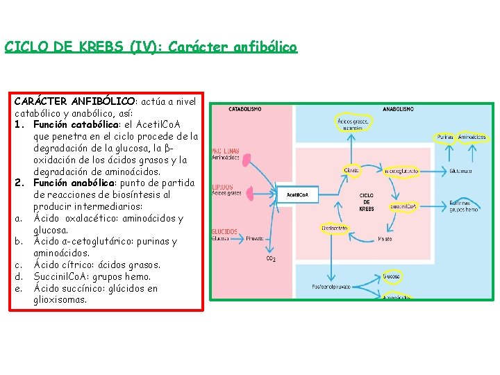 CICLO DE KREBS (IV): Carácter anfibólico CARÁCTER ANFIBÓLICO: actúa a nivel catabólico y anabólico,