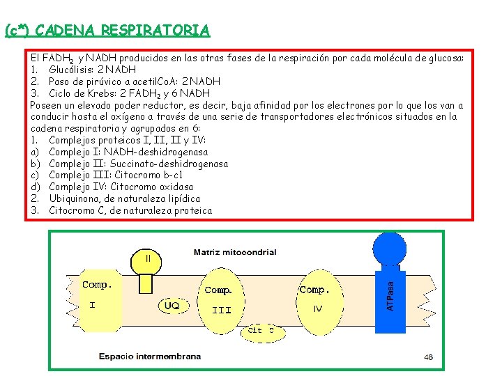 (c*) CADENA RESPIRATORIA El FADH 2 y NADH producidos en las otras fases de