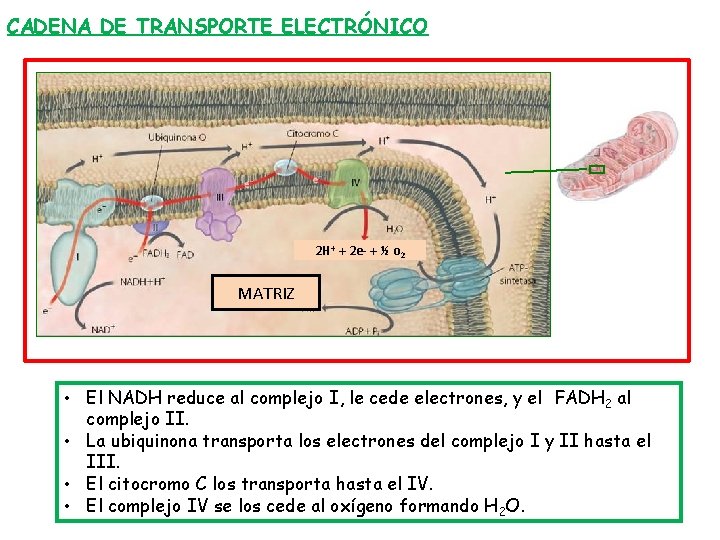 CADENA DE TRANSPORTE ELECTRÓNICO 2 H+ + 2 e- + ½ o 2 MATRIZ