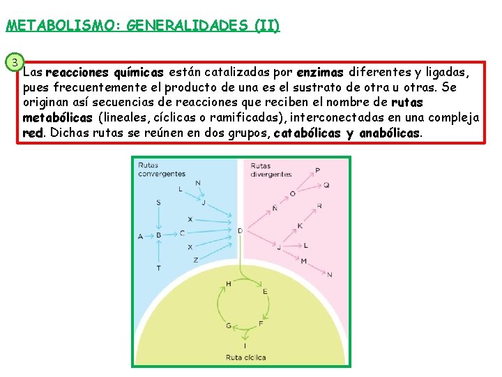 METABOLISMO: GENERALIDADES (II) 3 Las reacciones químicas están catalizadas por enzimas diferentes y ligadas,