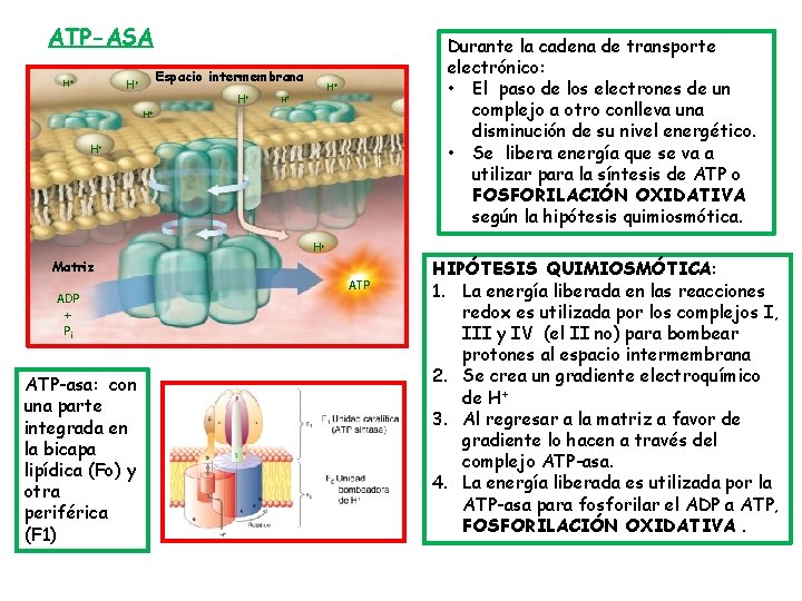 ATP-ASA Espacio intermembrana H+ H+ Durante la cadena de transporte electrónico: • El paso