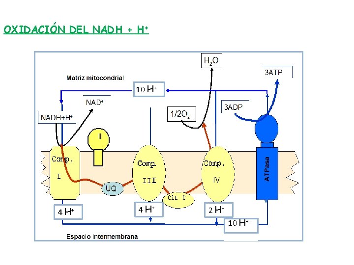 OXIDACIÓN DEL NADH + H+ 10 H+ 4 H+ 2 H+ 10 H+ 