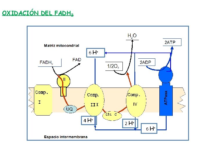 OXIDACIÓN DEL FADH 2 6 H+ 4 H+ 2 H+ + + 6 HH