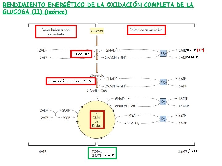 RENDIMIENTO ENERGÉTICO DE LA OXIDACIÓN COMPLETA DE LA GLUCOSA (II) (teórico) /4 ATP (1*)
