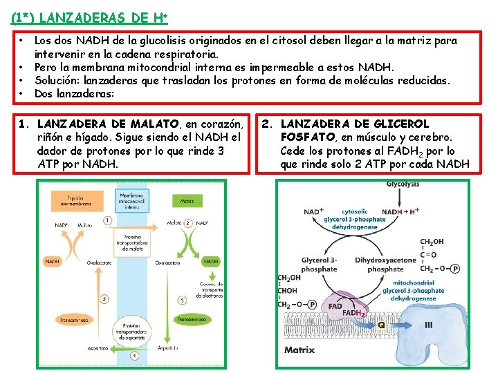 (1*) LANZADERAS DE H+ • • Los dos NADH de la glucolisis originados en