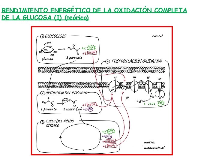 RENDIMIENTO ENERGÉTICO DE LA OXIDACIÓN COMPLETA DE LA GLUCOSA (I) (teórico) 36 -38 