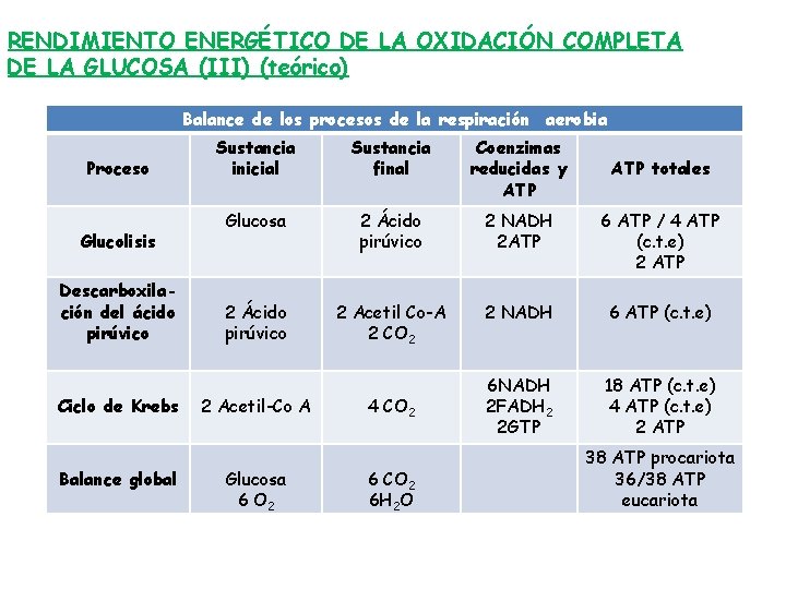 RENDIMIENTO ENERGÉTICO DE LA OXIDACIÓN COMPLETA DE LA GLUCOSA (III) (teórico) Balance de los