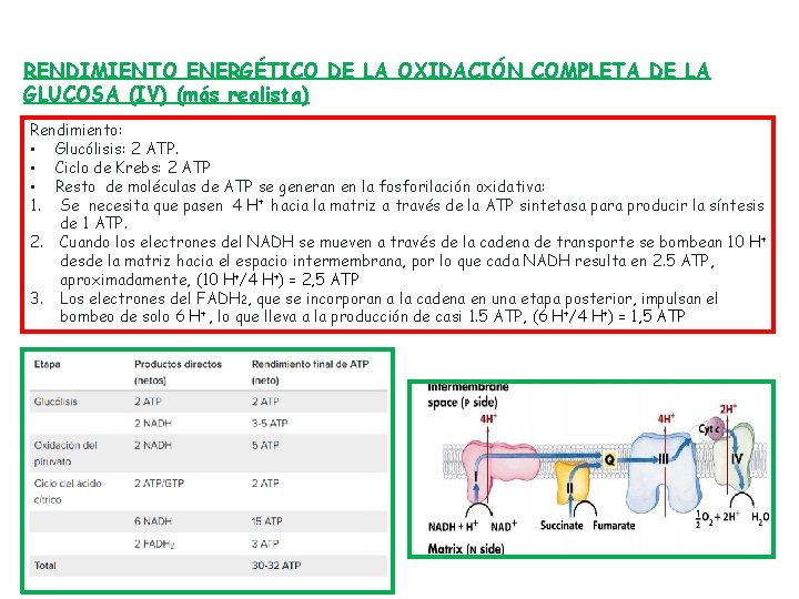 RENDIMIENTO ENERGÉTICO DE LA OXIDACIÓN COMPLETA DE LA GLUCOSA (IV) (más realista) Rendimiento: •