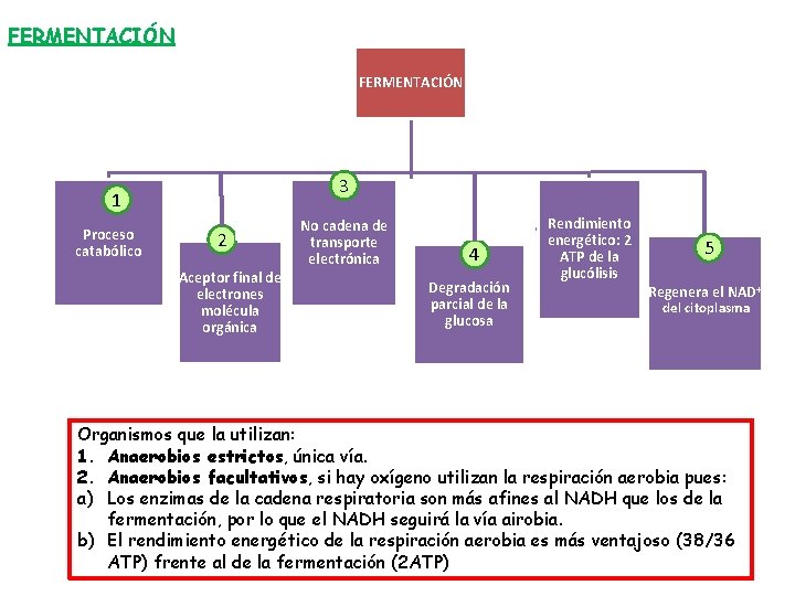 FERMENTACIÓN 3 1 Proceso catabólico 2 Aceptor final de electrones molécula orgánica No cadena