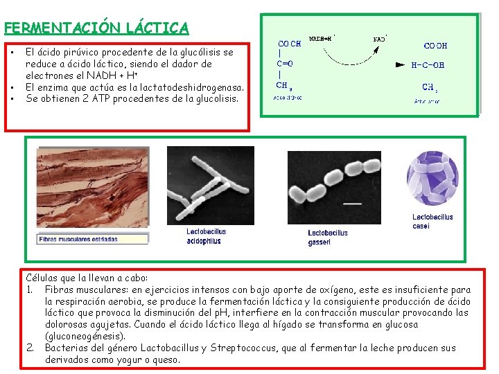 FERMENTACIÓN LÁCTICA • • • El ácido pirúvico procedente de la glucólisis se reduce