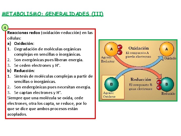 METABOLISMO: GENERALIDADES (III) 4 Reacciones redox (oxidación-reducción) en las células: a) Oxidación: 1. Degradación