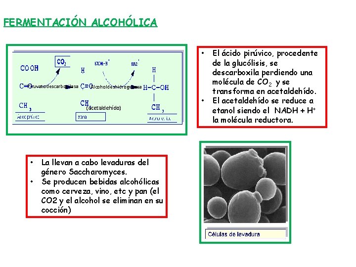 FERMENTACIÓN ALCOHÓLICA • Piruvatodescarboxilasa Alcoholdeshidrogenasa (acetaldehído) • • La llevan a cabo levaduras del