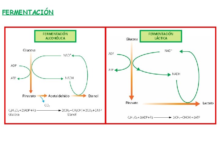 FERMENTACIÓN ALCOHÓLICA FERMENTACIÓN LÁCTICA 