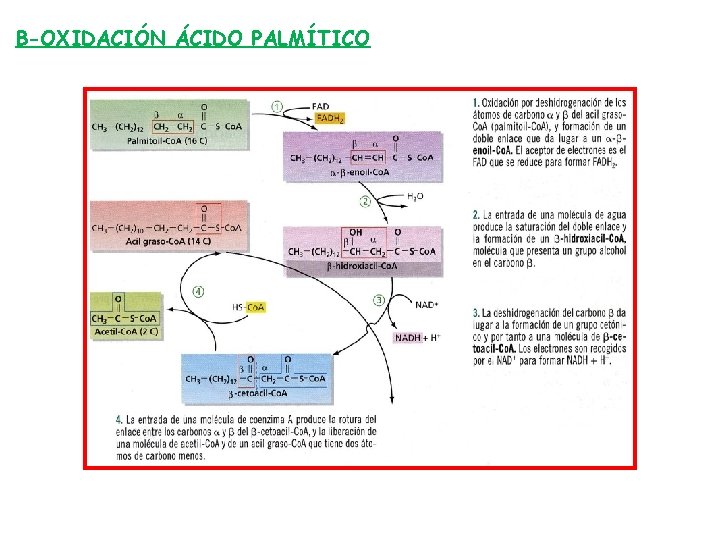 Β-OXIDACIÓN ÁCIDO PALMÍTICO 