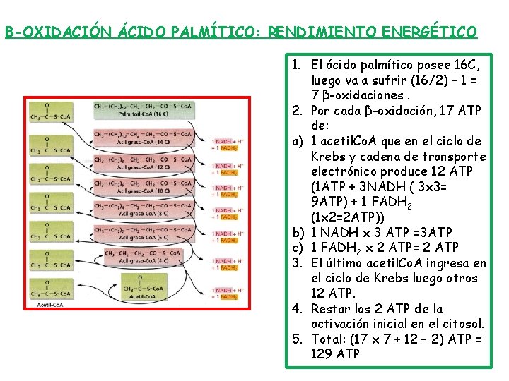 Β-OXIDACIÓN ÁCIDO PALMÍTICO: RENDIMIENTO ENERGÉTICO 1. El ácido palmítico posee 16 C, luego va