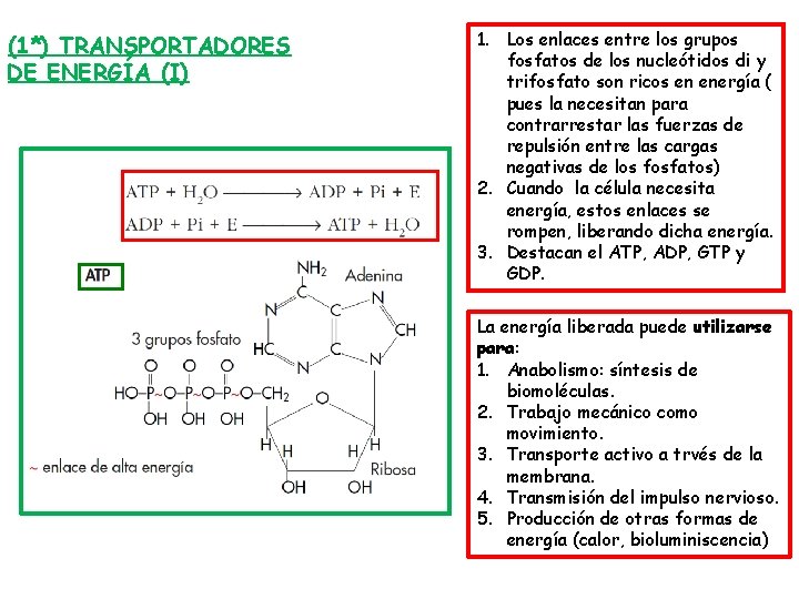 (1*) TRANSPORTADORES DE ENERGÍA (I) 1. Los enlaces entre los grupos fosfatos de los