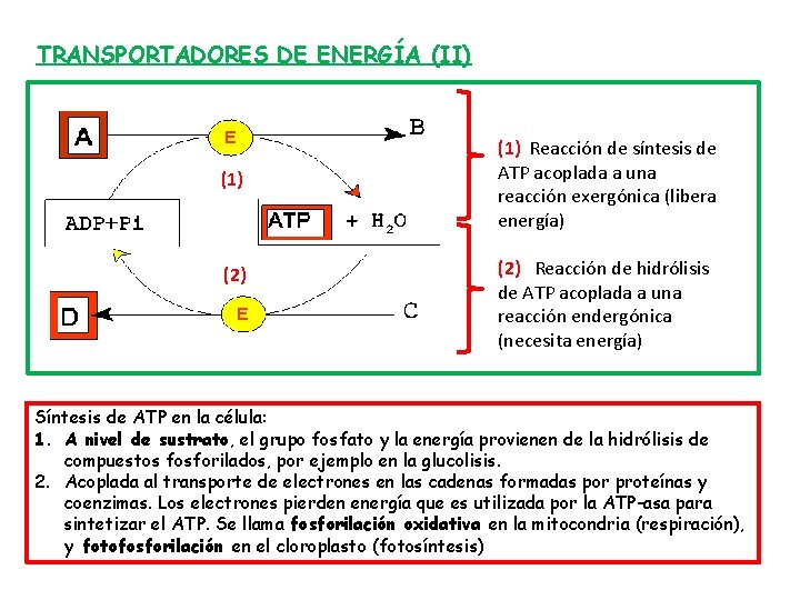 TRANSPORTADORES DE ENERGÍA (II) (1) (2) (1) Reacción de síntesis de ATP acoplada a