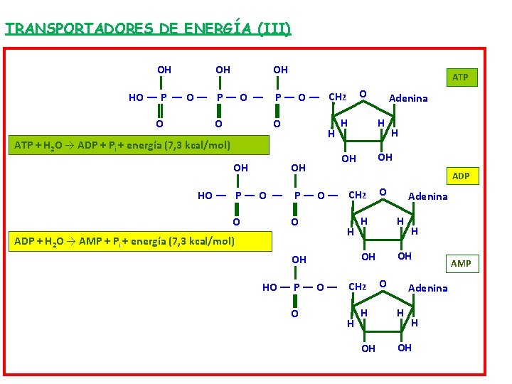 TRANSPORTADORES DE ENERGÍA (III) OH OH OH ATP O HO — P — O