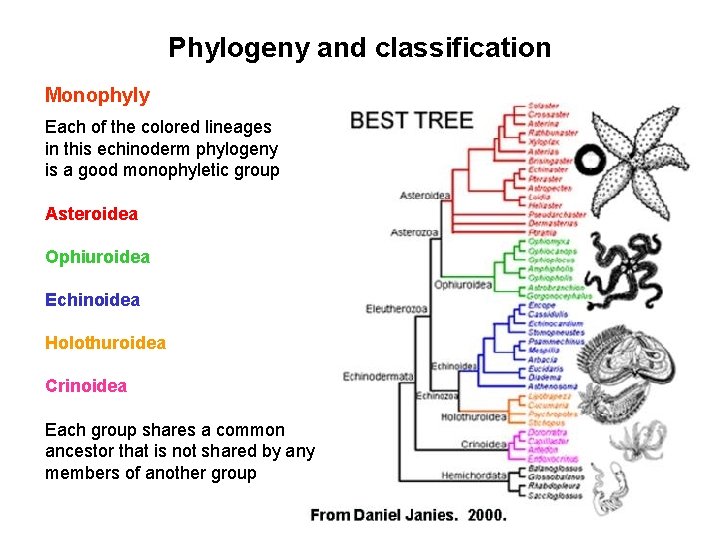 Phylogeny and classification Monophyly Each of the colored lineages in this echinoderm phylogeny is
