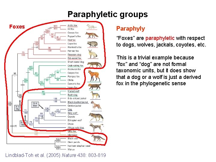 Paraphyletic groups Foxes Paraphyly “Foxes” are paraphyletic with respect to dogs, wolves, jackals, coyotes,