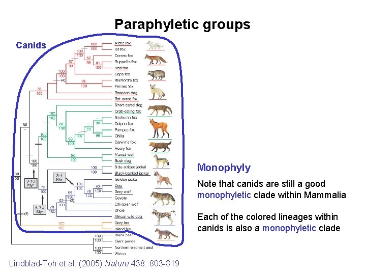 Paraphyletic groups Canids Monophyly Note that canids are still a good monophyletic clade within