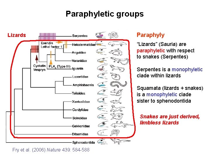 Paraphyletic groups Lizards Paraphyly “Lizards” (Sauria) are paraphyletic with respect to snakes (Serpentes) Serpentes