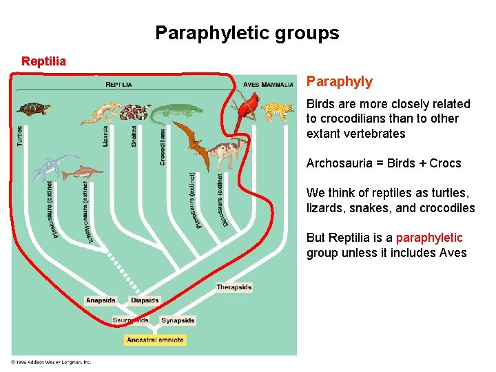 Paraphyletic groups Reptilia Paraphyly Birds are more closely related to crocodilians than to other