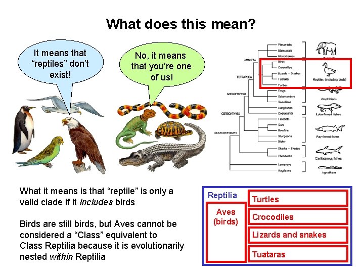 What does this mean? It means that “reptiles” don’t exist! No, it means that