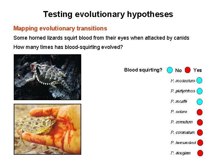 Testing evolutionary hypotheses Mapping evolutionary transitions Some horned lizards squirt blood from their eyes