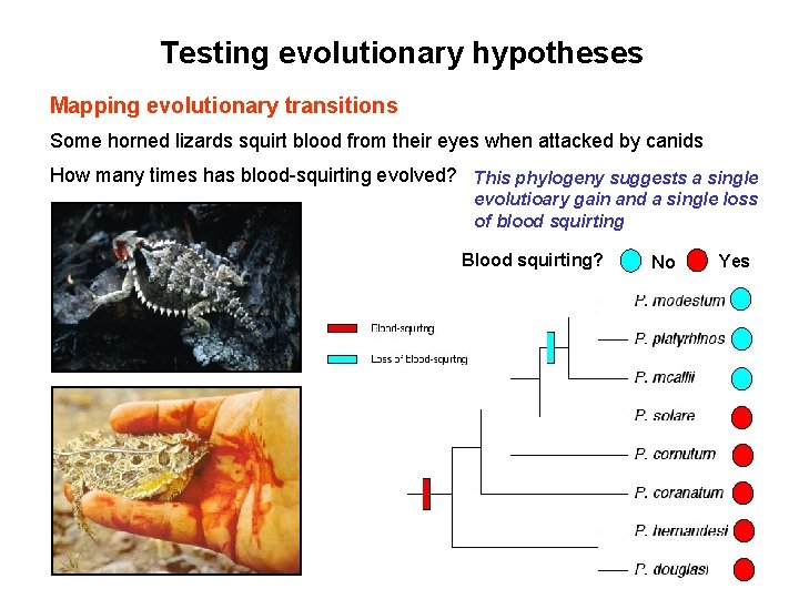 Testing evolutionary hypotheses Mapping evolutionary transitions Some horned lizards squirt blood from their eyes