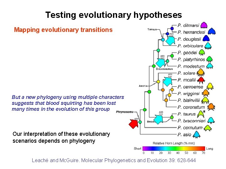 Testing evolutionary hypotheses Mapping evolutionary transitions But a new phylogeny using multiple characters suggests