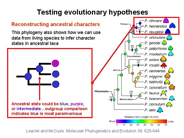 Testing evolutionary hypotheses Reconstructing ancestral characters This phylogeny also shows how we can use