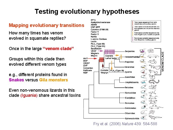 Testing evolutionary hypotheses Mapping evolutionary transitions How many times has venom evolved in squamate