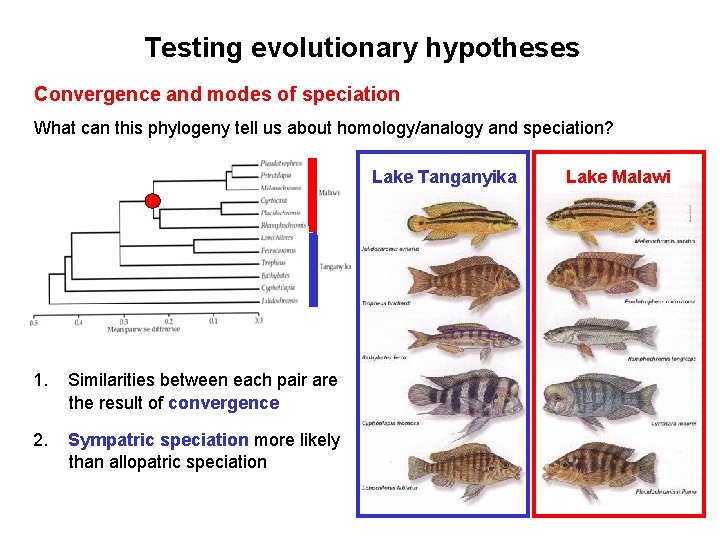 Testing evolutionary hypotheses Convergence and modes of speciation What can this phylogeny tell us