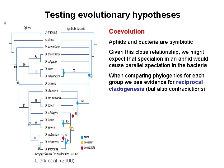 Testing evolutionary hypotheses Coevolution Aphids and bacteria are symbiotic Given this close relationship, we