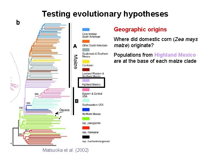 Testing evolutionary hypotheses Geographic origins A Where did domestic corn (Zea mays maize) originate?