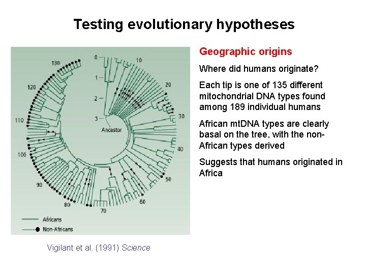 Testing evolutionary hypotheses Geographic origins Where did humans originate? Each tip is one of