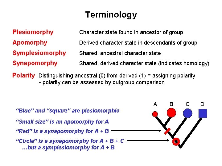 Terminology Plesiomorphy Character state found in ancestor of group Apomorphy Derived character state in