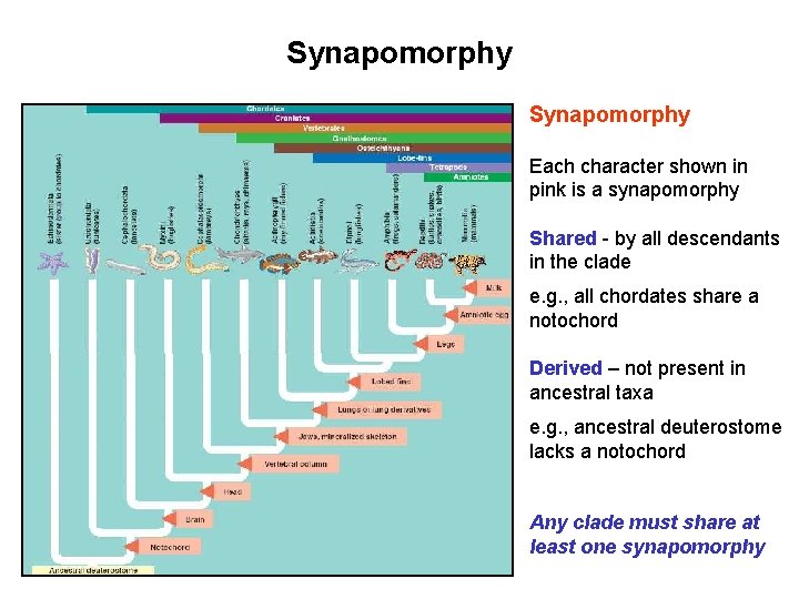 Synapomorphy Each character shown in pink is a synapomorphy Shared - by all descendants