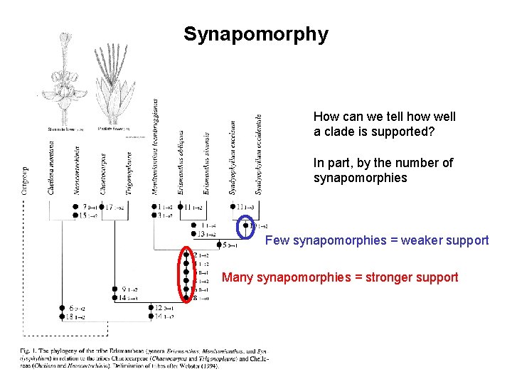 Synapomorphy How can we tell how well a clade is supported? In part, by