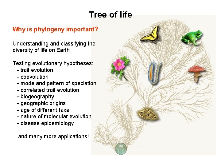 Tree of life Why is phylogeny important? Understanding and classifying the diversity of life