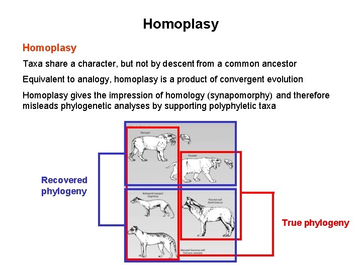 Homoplasy Taxa share a character, but not by descent from a common ancestor Equivalent