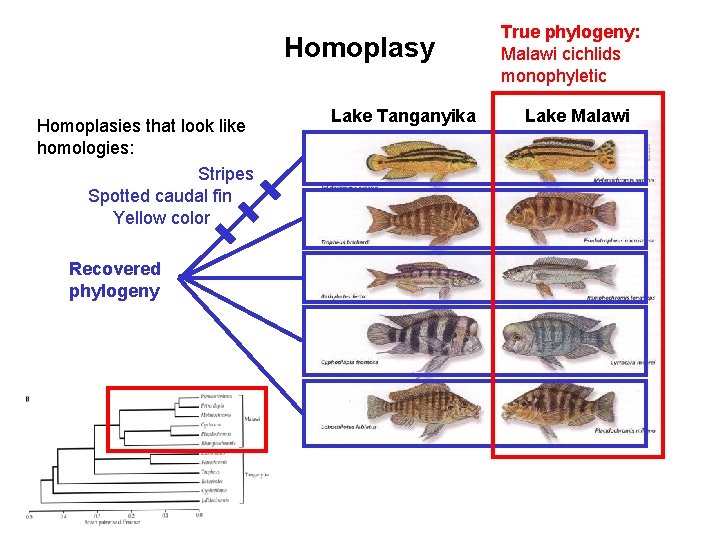 Homoplasy Homoplasies that look like homologies: Stripes Spotted caudal fin Yellow color Recovered phylogeny