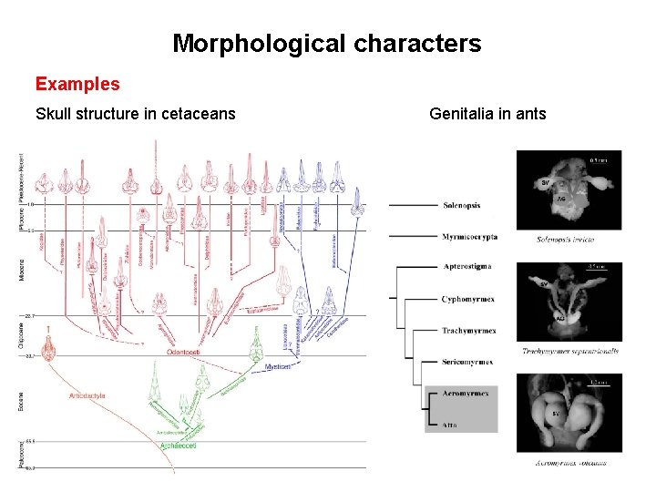 Morphological characters Examples Skull structure in cetaceans Genitalia in ants 