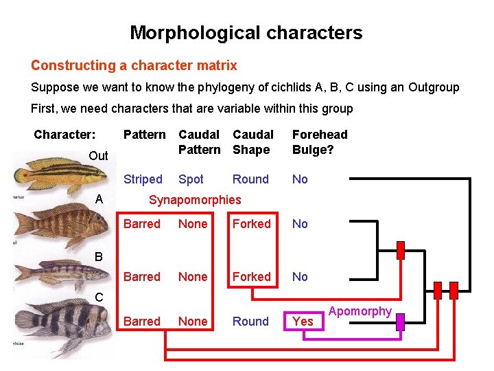 Morphological characters Constructing a character matrix Suppose we want to know the phylogeny of