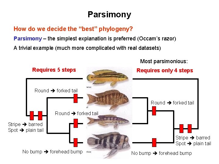 Parsimony How do we decide the “best” phylogeny? Parsimony – the simplest explanation is