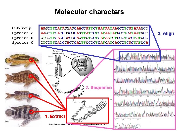 Molecular characters Outgroup Species A Species B Species C AAGCTTCATAGGAGCAACCATTCTAATAATAAGCCTCATAAAGCC AAGCTTCACCGGCGCAGTTATCCTCATAATATGCCTCATAATGCC GTGCTTCACCGACGCAGTTGTCCTCATAATGTGCCTCACTATGCC GTGCTTCACCGACGCAGTTGCCCTCATGATGAGCCTCACTATGCA 2.