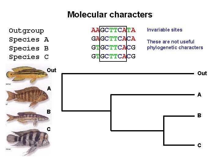 Molecular characters Outgroup Species A Species B Species C Out AAGCTTCATA GAGCTTCACA GTGCTTCACG Invariable