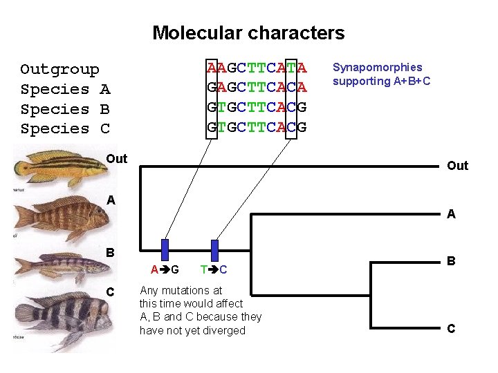 Molecular characters AAGCTTCATA GAGCTTCACA GTGCTTCACG Outgroup Species A Species B Species C Out Synapomorphies