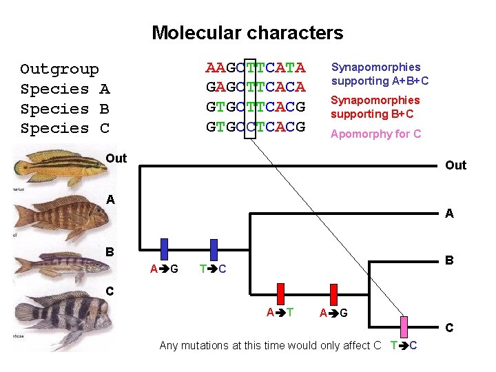Molecular characters AAGCTTCATA GAGCTTCACA GTGCTTCACG GTGCCTCACG Outgroup Species A Species B Species C Synapomorphies